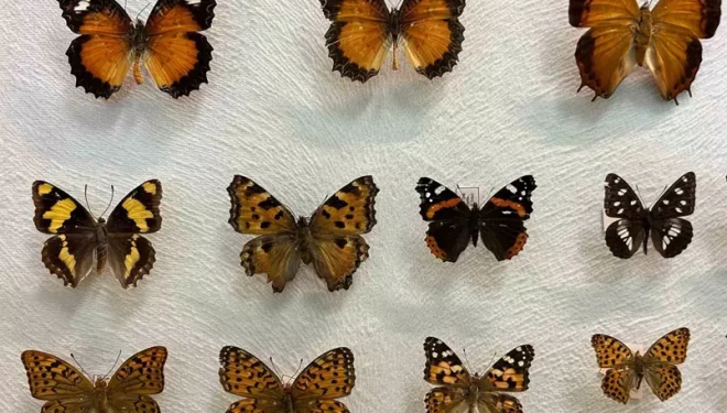 Van’da binlerce kelebeğin korunduğu araştırma koleksiyonu