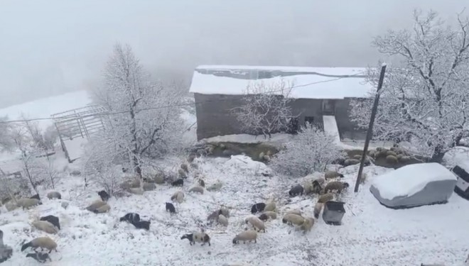 Bahçesaray'da hayvanlar kar üzerinde besleniyor
