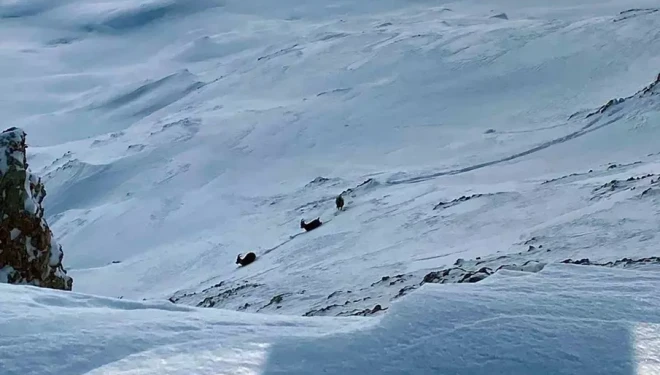 Çatak’ta dağ keçileri görüntülendi