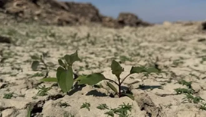 Van’da iklim değişikliği verimi düşürdü!