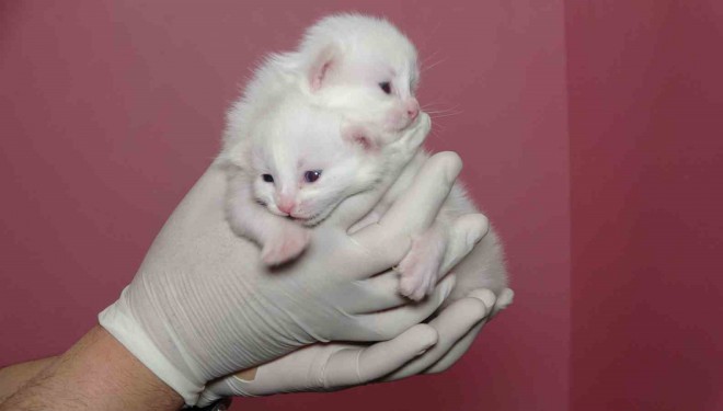 Van Kedi Villası’nda bu yıl 120 yavru dünyaya geldi