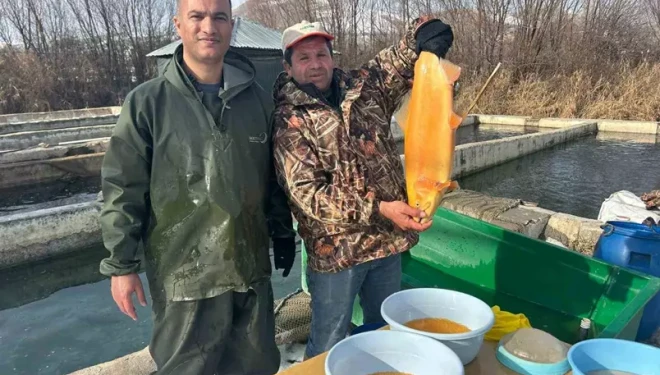 Van’da binlerce ton kapasiteli tesislerde alabalık sağımı başladı