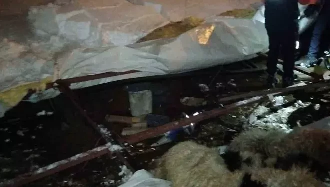 Van’da ahır çöktü, 5 küçükbaş öldü!