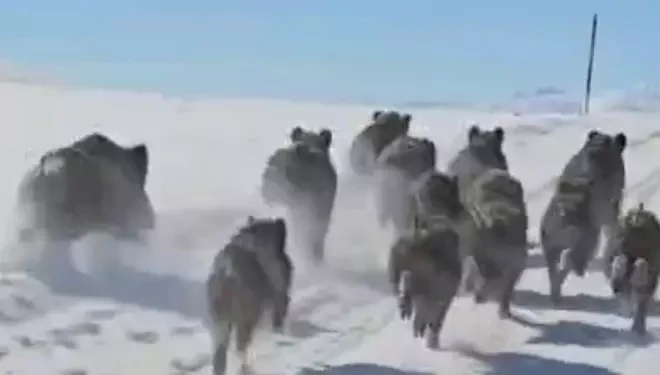 Başkale’de domuz sürüsü görüntülendi