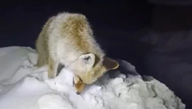 Tilki soğuğa dayanamayıp ayakta dondu!