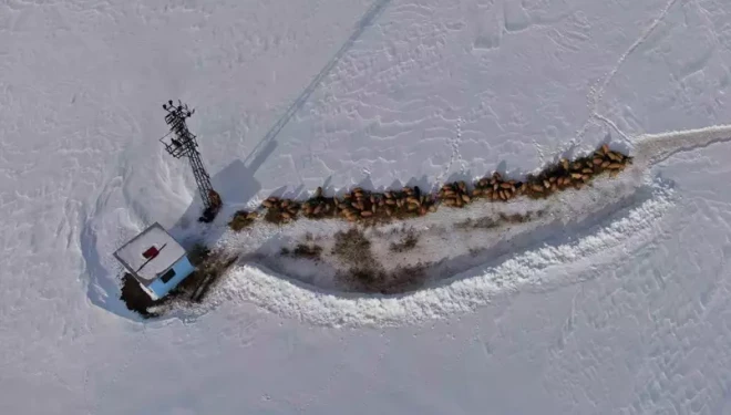 Van’da besicilerin karda zorlu mesaisi sürüyor