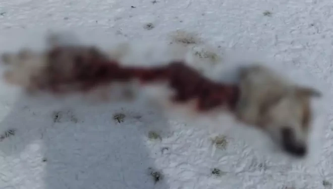 Başkale’de kurtlar köpeği parçaladı