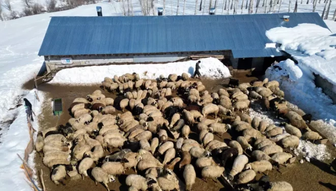 Köyüne döndü; 100 koyunu 4 yılda 680'e çıkardı