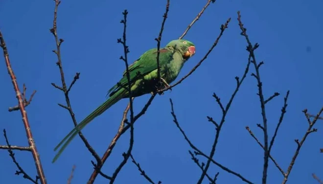 İskender Papağanı Van Gölü sahilinde görüntülendi
