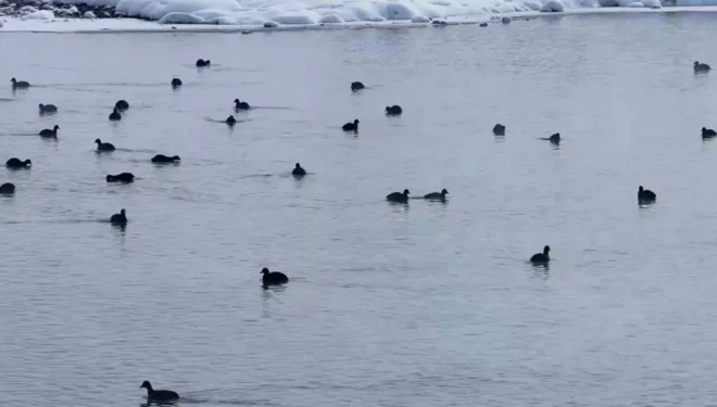 Van’da Kaz Gölü kuşların mekanı oldu