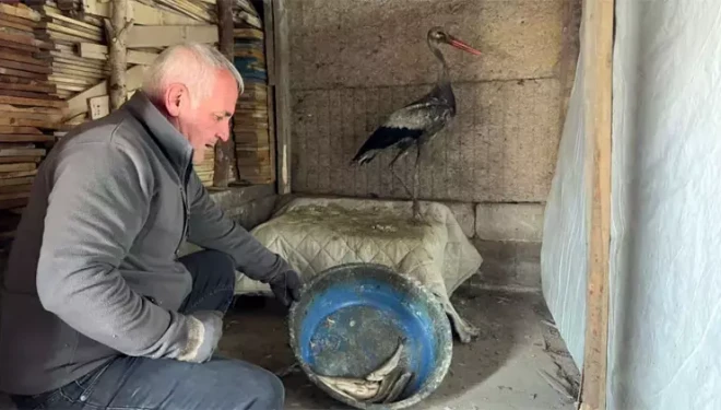 Donmak üzereyken bulduğu leyleği, 2,5 aylık bakım sonrası doğaya bıraktı