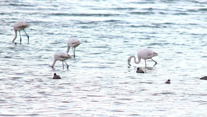 Flamingolar Van Gölü Havzası’na geri döndü
