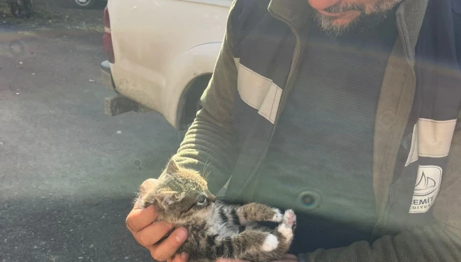 Edremit’te çatıda mahsur kalan yavru kedi seferberliği
