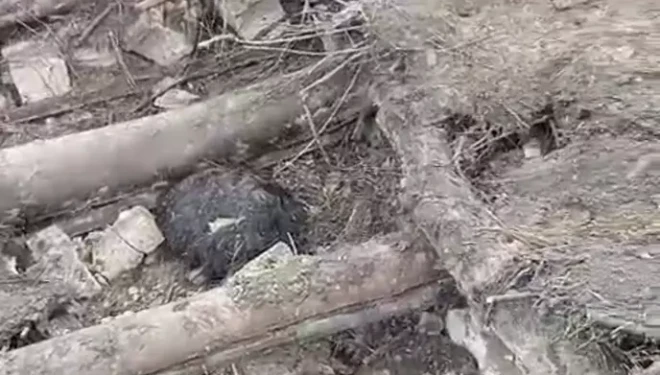 Van'da ahır çöktü; 20 küçükbaş öldü