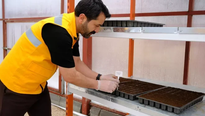 İpekyolu Belediyesi Fide Ekim Çalışmalarına Başladı 