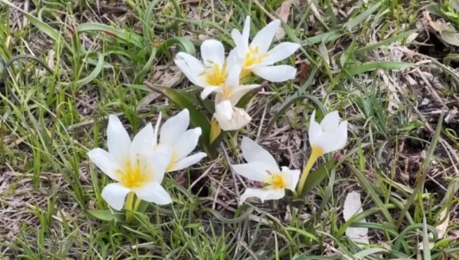 Van’da Kardelenler baharı müjdeledi