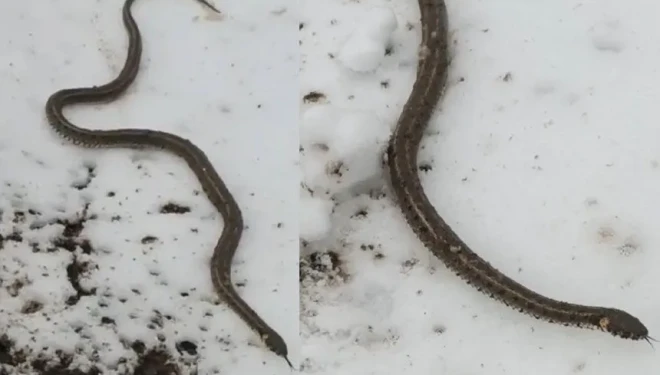Su arızası giderilirken 1 metrelik yılan çıktı