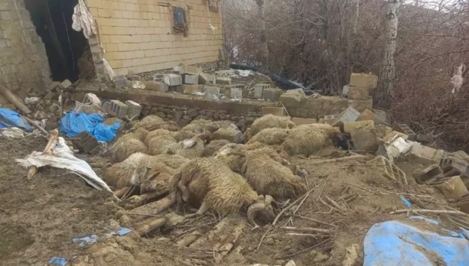 Van’da ahır çöktü, 23 küçükbaş hayvan öldü