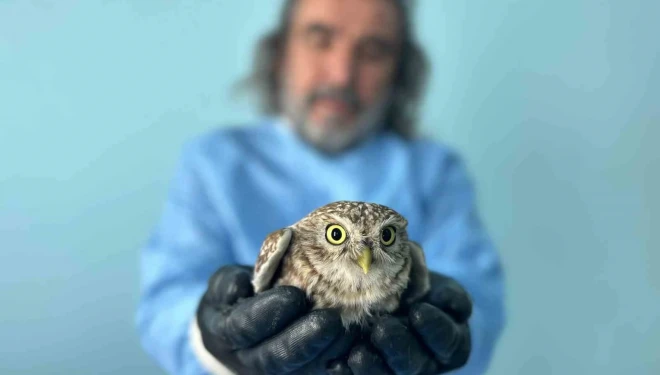 Van Gölü Havzası’ndaki yaban hayatı emin ellerde