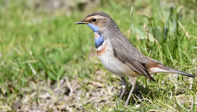 Van Gölü havzası göçmen kuşlarla renklendi