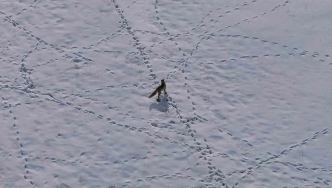 Van’da tilkinin avı dron kamerasına yansıdı