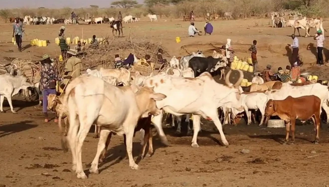 Vuslat Derneği Kurban Kampanyasında Manevi Boyuta Dikkat Çekti