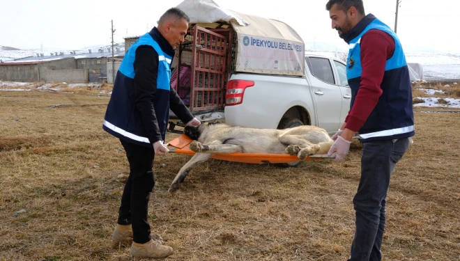 İpekyolu’nda Binlerce Hayvana Tedavi ve Mama Desteği
