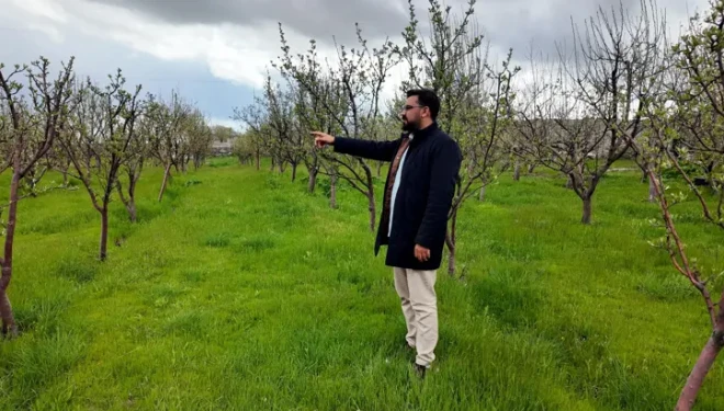 Diş hekimi, memleketine 2 bin ceviz fidanı dikti