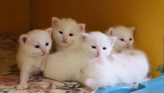 Van Kedi Villası'nda ilk dönem doğumlarda 100 yavru, bayramda 50 bin ziyaretçi