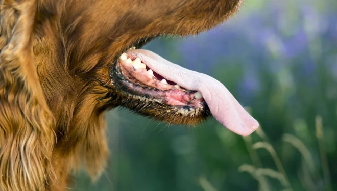 Çaldıran’da köpek dehşeti