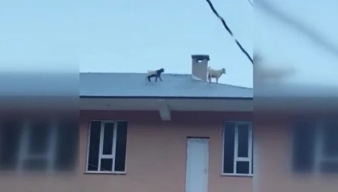 Çatıya çıkan iki keçi mahalleliyi ayağa kaldırdı