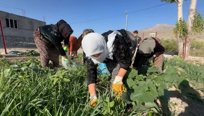 Kadın Komün Bostanlarında ilk hasat yapıldı