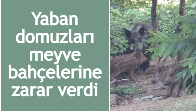Yaban domuzları meyve bahçelerine zarar verdi; mahalleli çözüm bekliyor