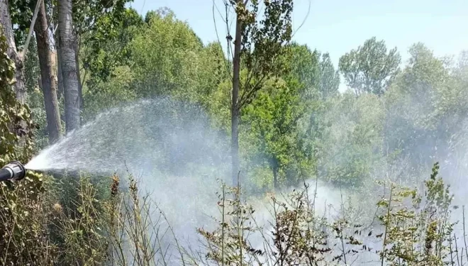 Van’da ağaçlık alanda yangın