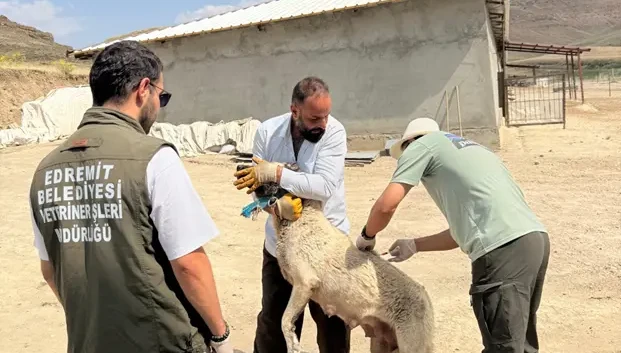 Edremit'te 12 köpek kimliklendirilerek kayıt altına alındı