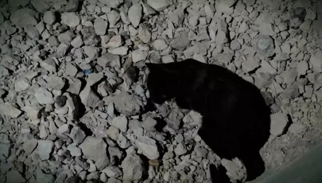 Kedi yakaladığı fare ile saatlerce oynadı
