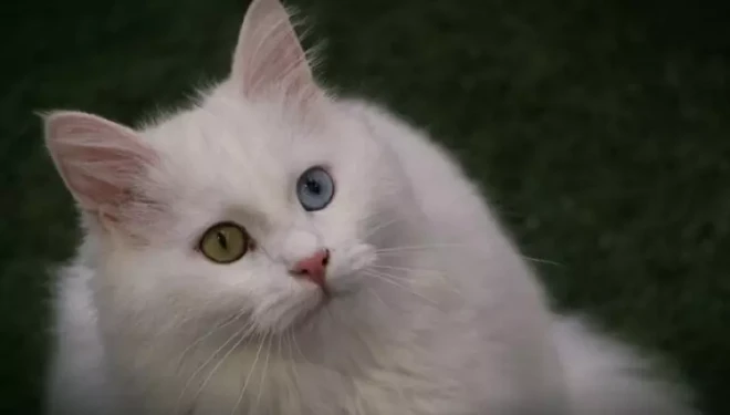 Van Kedi Villası’nda yavru mesaisi bitti, sahiplendirme başladı