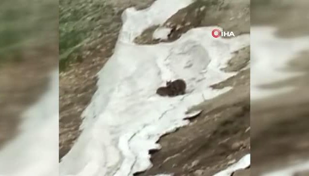 Ayıların kar sevinci kamerada (VİDEO)