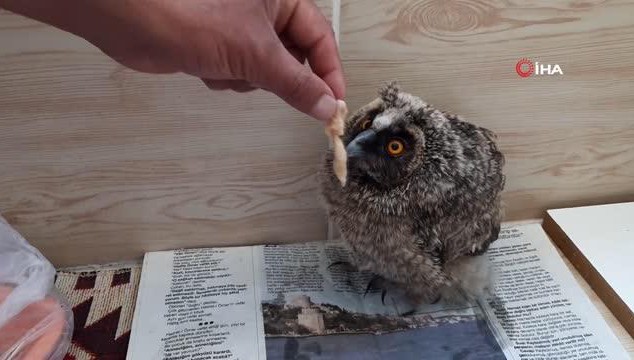 Yavru Baykuşu önce besledi sonra yetkililere teslim etti (VİDEO)