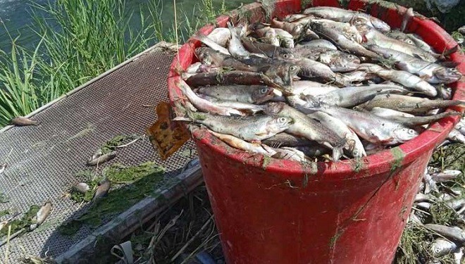 Van'da Su Azalması Nedeniyle 325 Ton Alabalık Öldü
