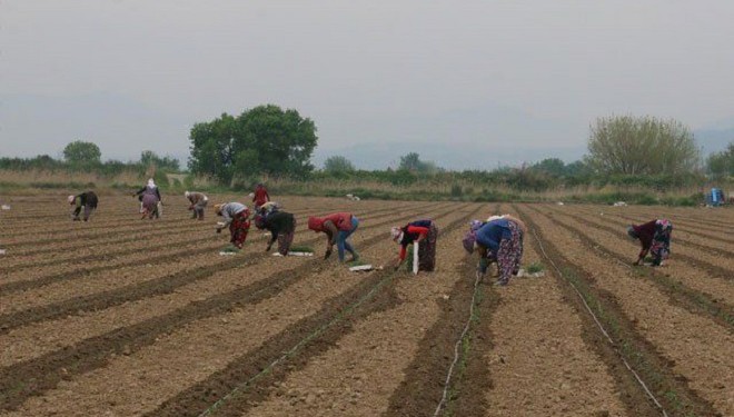 Van'da kadın işçiler, yakıcı sıcakta çalışıyor!