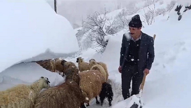 Bahçesaray'da hayvanların tünelli geçişi