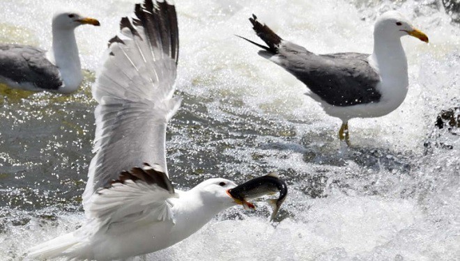 Baharda bol yağış alan Van'da, inci kefali göçü başarılı, martı ölümleri az