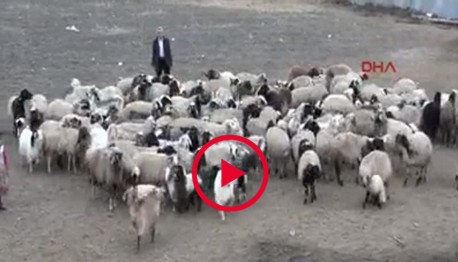 Van’da kuzuların buluşması (VİDEO)
