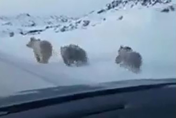 Van'da Yiyecek arayan ayılar karayoluna indi (VİDEO)