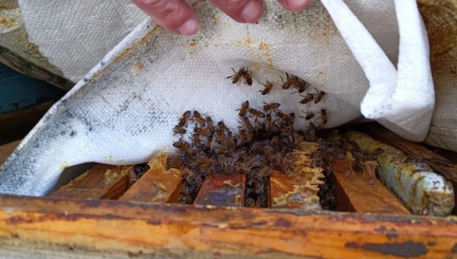 Van'da yalancı bahara aldanan arılar maalesef öldü