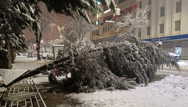 Van'da aşırı kar yağışına dayanamayan ağaç yola devrildi