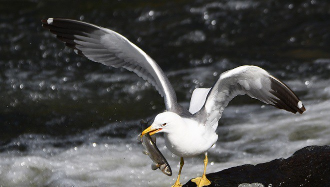 Martıların "Van Balığı" avı görsel şölen sunuyor