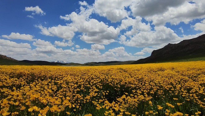 Keşiş Yaylası'nda açan rengarenk çiçekleri görenler bölgeye hayran kalıyor