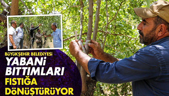 Van Büyükşehir Belediyesi Yabani Bıttımları Fıstığa Dönüştürüyor